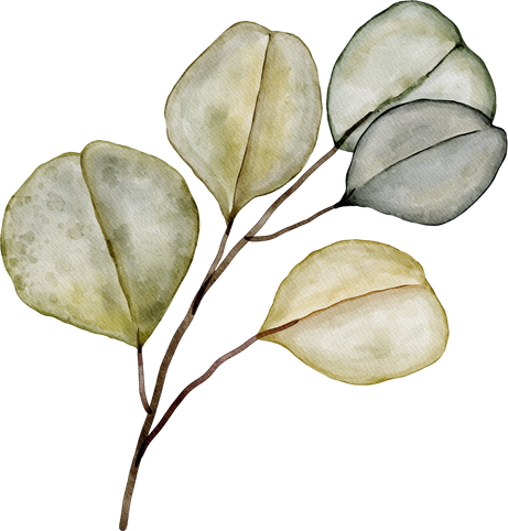 eucalyptus leaf watercolor